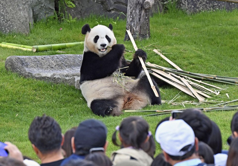 China's "panda diplomacy" in focus as zero moment may come in Japan