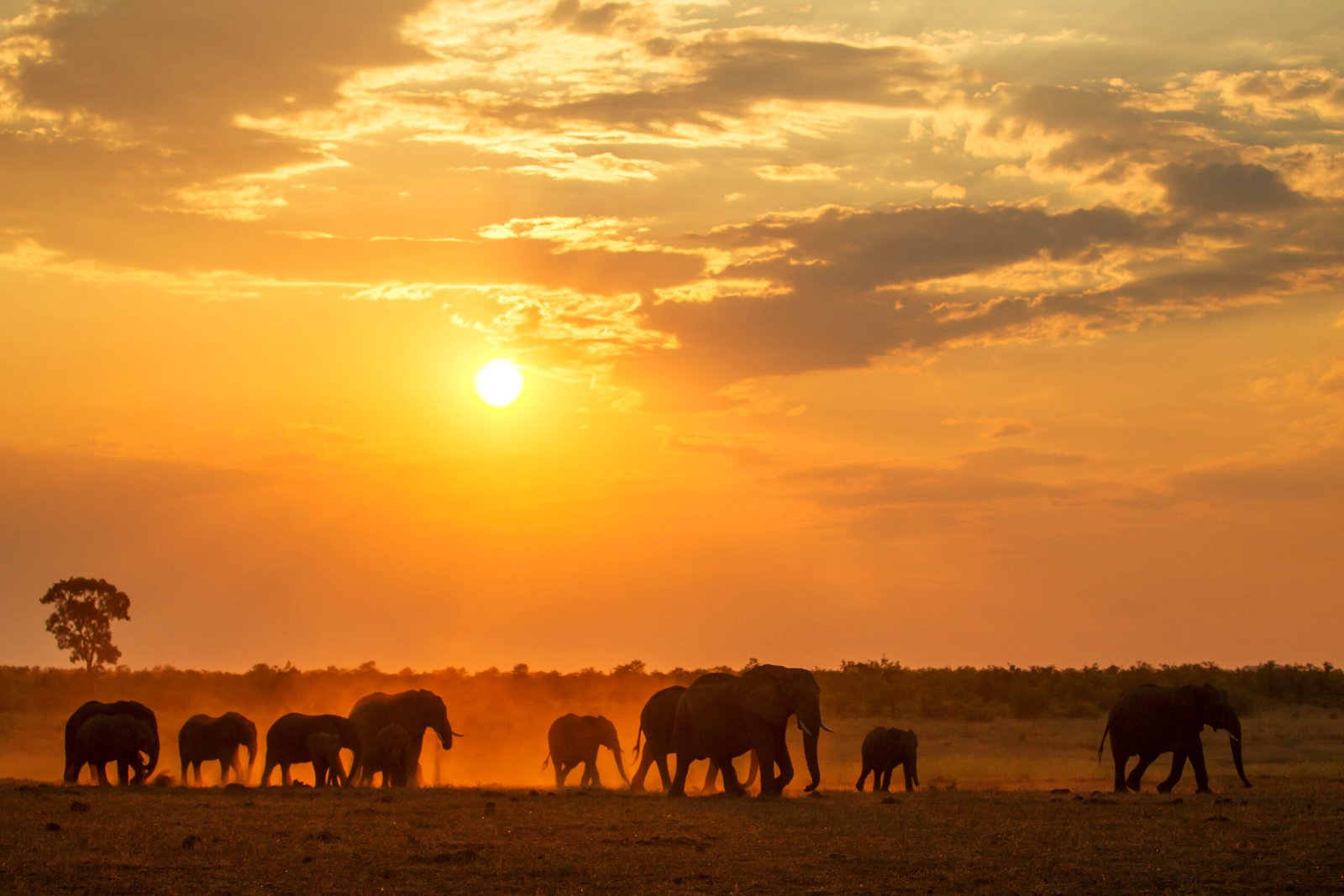 Elephants in Kruger National Park, South Africa