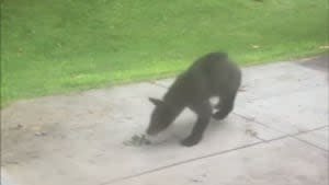 ‘Saw our friendly neighborhood bear;’ Homeowners react as black bear sightings grow in Miami Valley