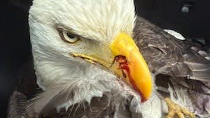 Injured bald eagle rescued by Mukilteo Animal Control after hit by car