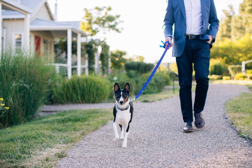 Man walking a dog on a gravel path in a garden setting.
