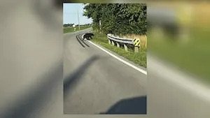 Black bear spotted for 2nd time in Greene County, police say