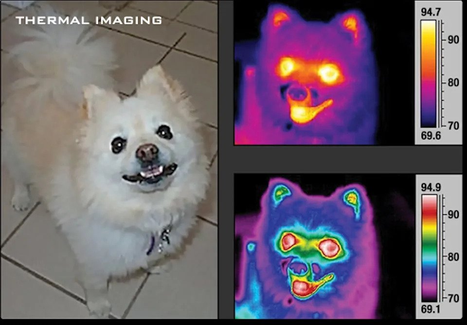 A dog, shown normally, then through thermal imaging, with the eyes, mouth and ears brighter than the rest of the dog.