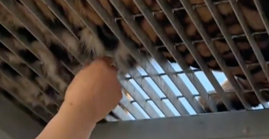A video of the incident shows tourists plucking tufts of hair from the big cat through a metal fence. Photo: handout