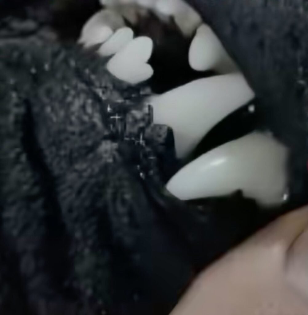 The people holding the live-streams pull open the mouths of black dogs and extract their teeth. Photo: Handout