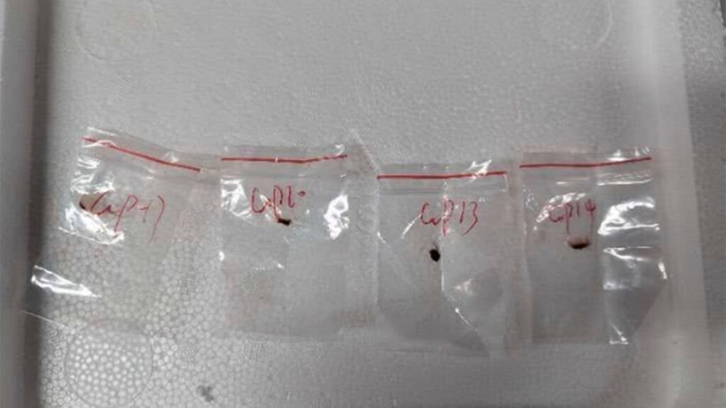 Baggies containing deadly fungus