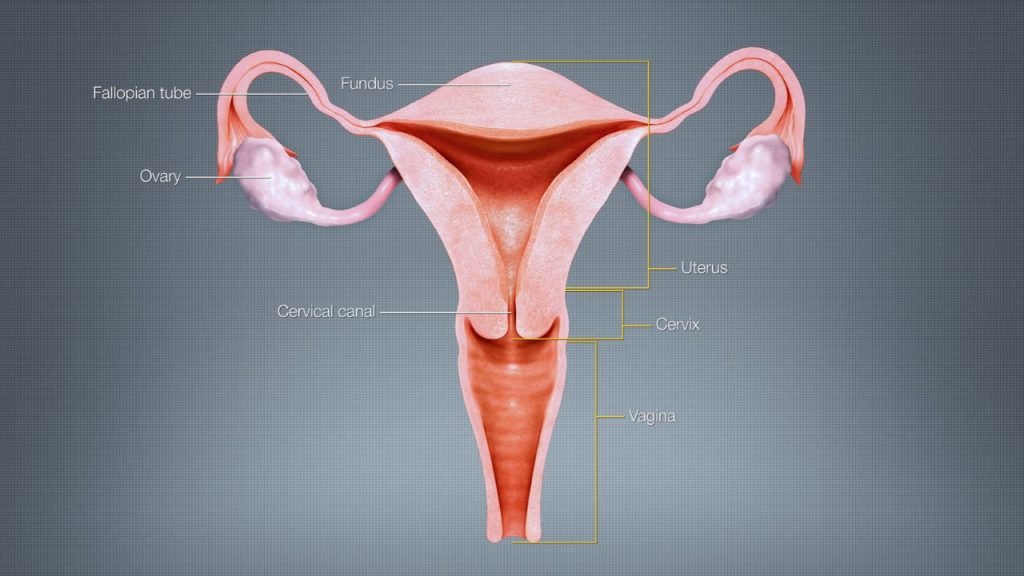 Health Research Into Womb Cancer, High Rates Amongst Pacific Women