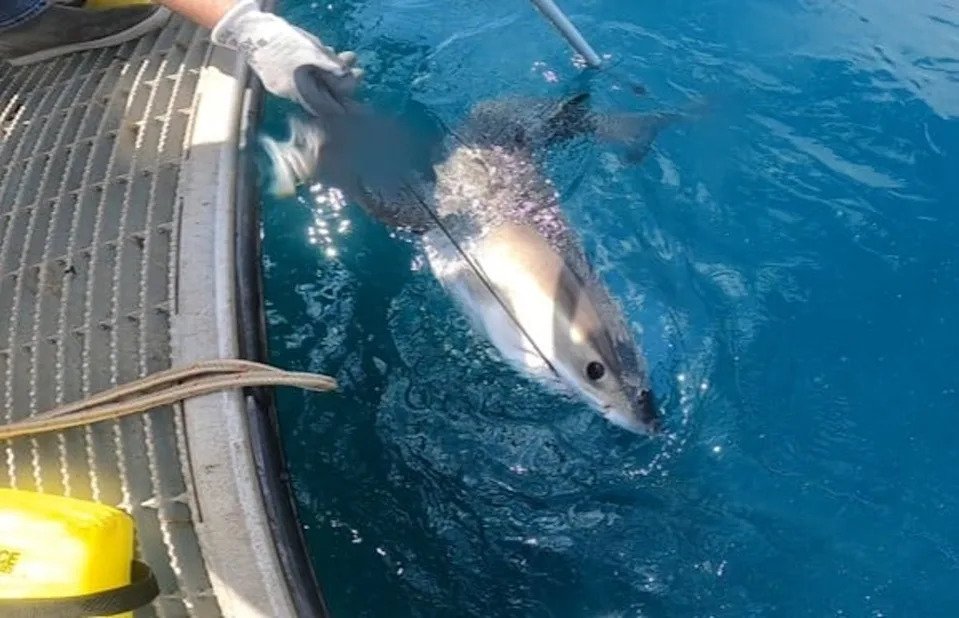 Researchers are turning to sharks to provide hard-to-get ocean data that could help forecast hurricanes. Sensors attached to the sharks can aid in their understanding of the path and strength of the cyclones (Trophic and Spatial Ecology Research Lab)