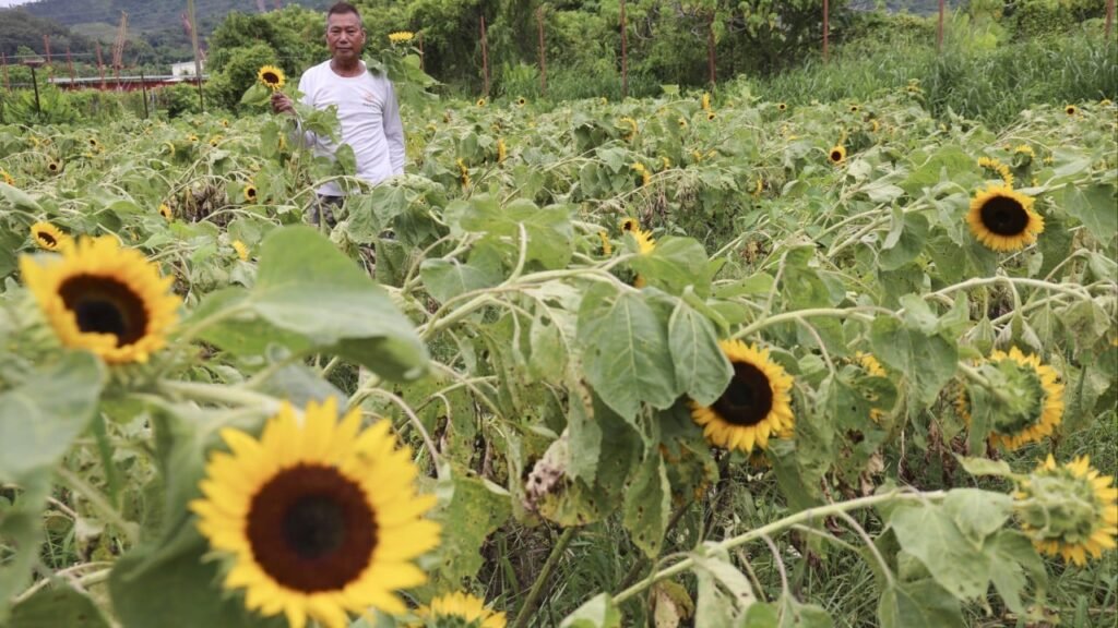 Typhoon Wipha batters Hong Kong sunflower farm, leaving owner, 73, with 6-figure losses