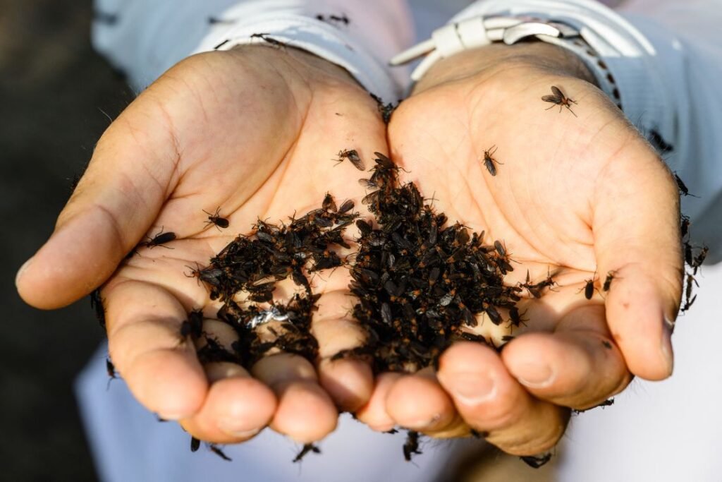 A man cups his hands to hold dozens of lovebugs at Mount Gyeyang on July 3, 2025.