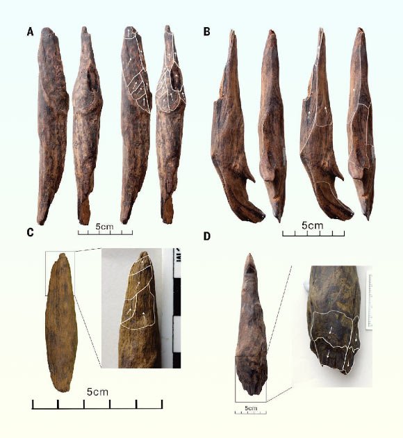 The wooden tools found at the site of Gantangqing in China. Image credit: Liu et al., doi: 10.1126/science.adr8540.