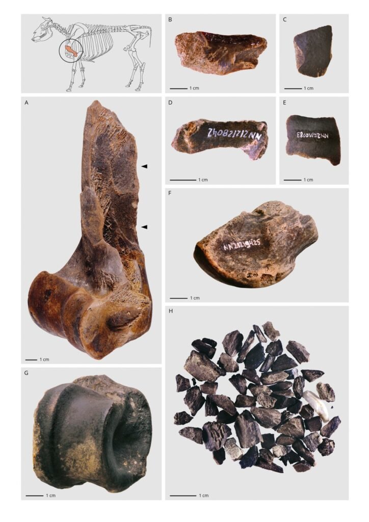 Researchers believe that Neanderthals smashed animal bones into fragments before boiling them to extract the nutrients.