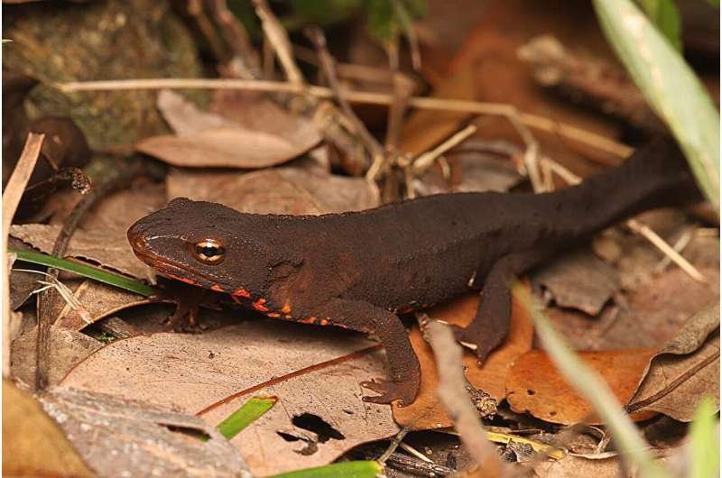 Survey records over 1,400 newts killed on Hong Kong roads in two months