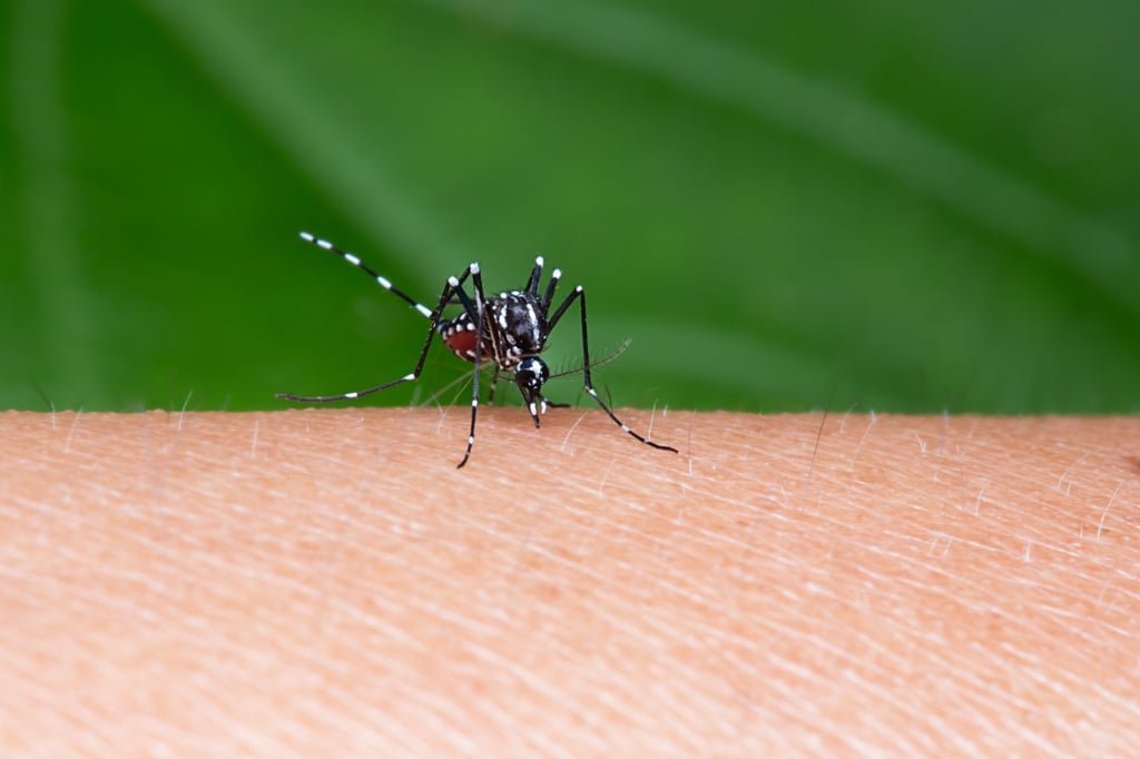 The Japanese encephalitis virus is principally transmitted by the bites of infected mosquitoes. Photo: Shutterstock.