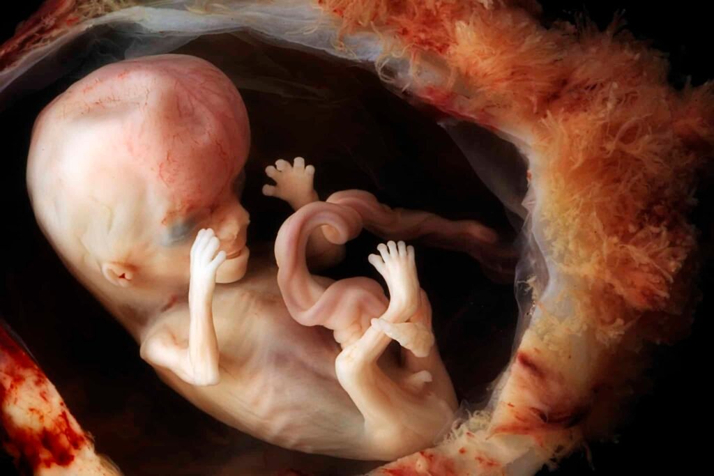 China develops pregnancy robot designed for full human gestation