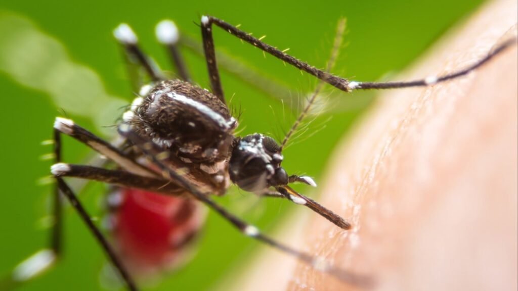 Hong Kong biotech firm races to develop chikungunya fever test for early detection
