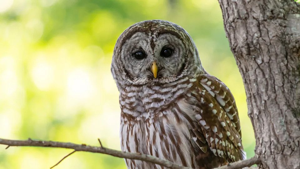 A large Barred Owl in a tree.Shutterstock &sol; Raymond J Carter