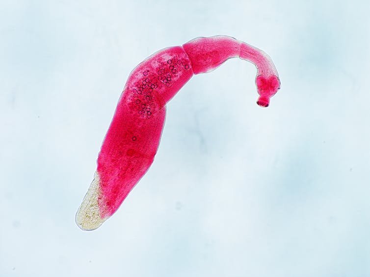 Echinococcus granulosus