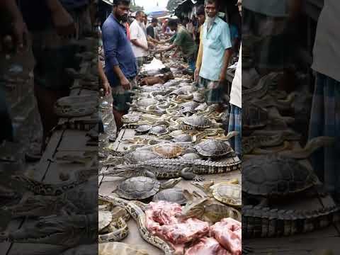 Asian Market Chaos@farhanefendi-ai