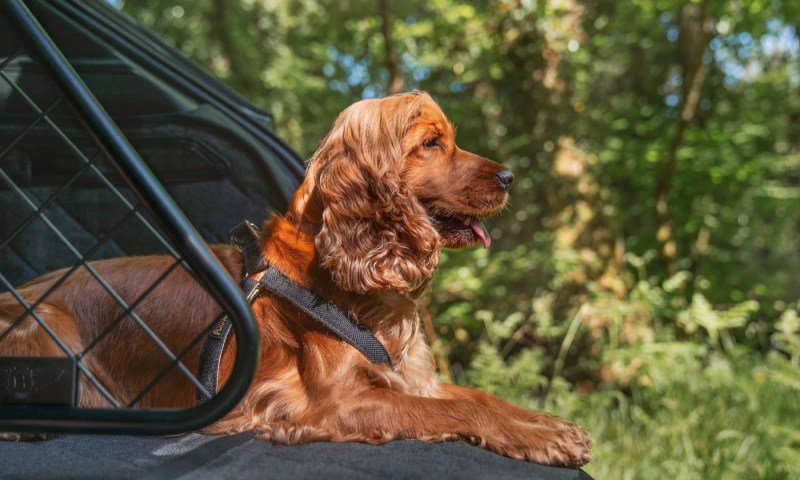 Bentley Bentayga pet accessory line dog guard and luggage protector with one dog.