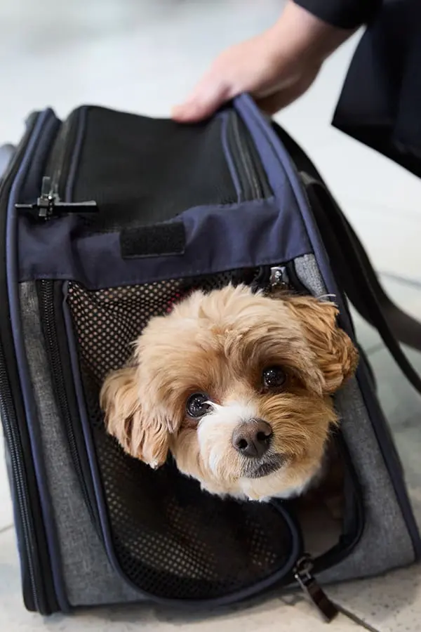 Small dog in pet carrier – Virgin Australia Pets in Cabin service