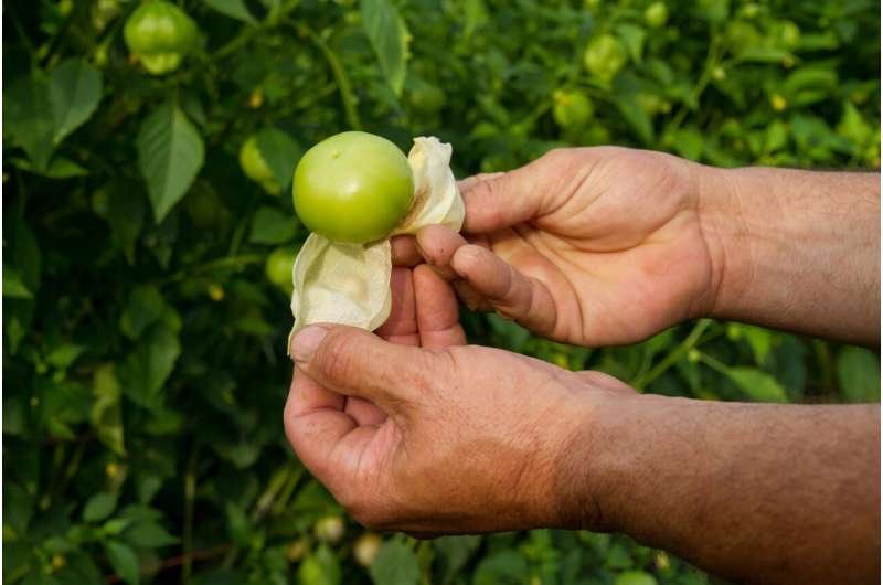 tomatillo