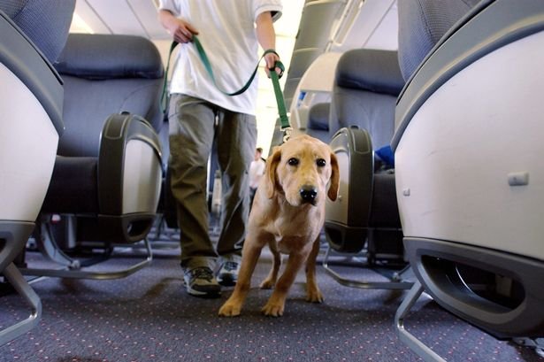 Student guide dog Max, a Golden Retreiver puppy, pulls his handler down the aisle of a plane