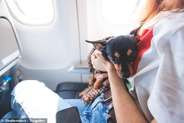 Pets on flights can be classified as baggage, the Court of Justice of the European Union has ruled