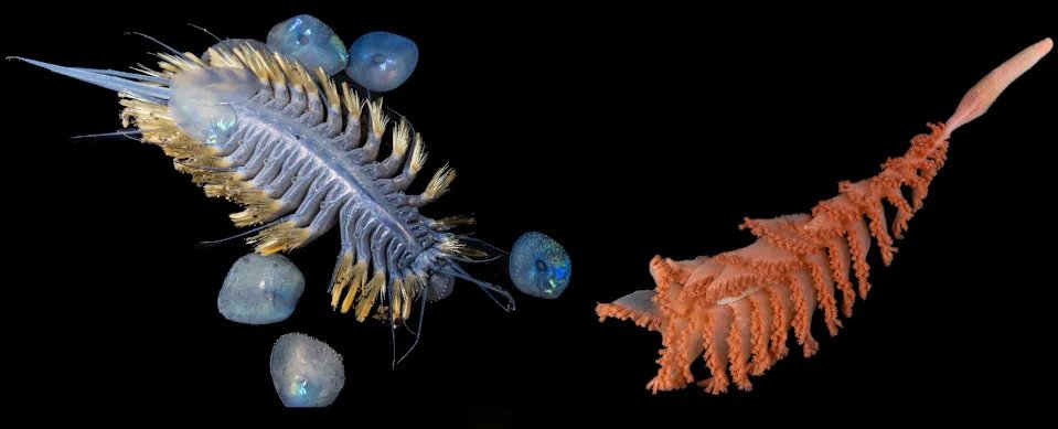 Left: An iridescent scale worm discovered more than 9,000 feet deep. Right: A new kind of sea pen found in the Southern Ocean.  Jialing Cai / The Nippon Foundation-Nekton Ocean Census / Schmidt Ocean Institute; Paul Satchell / The Nippon Foundation-Nekton Ocean Census / Schmidt Ocean Institute