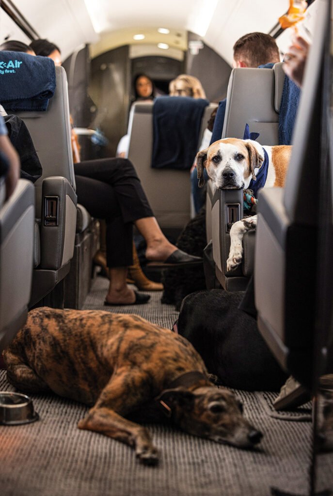 The Booming Business of Dog-Friendly Airlines