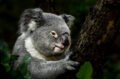 Koala Online