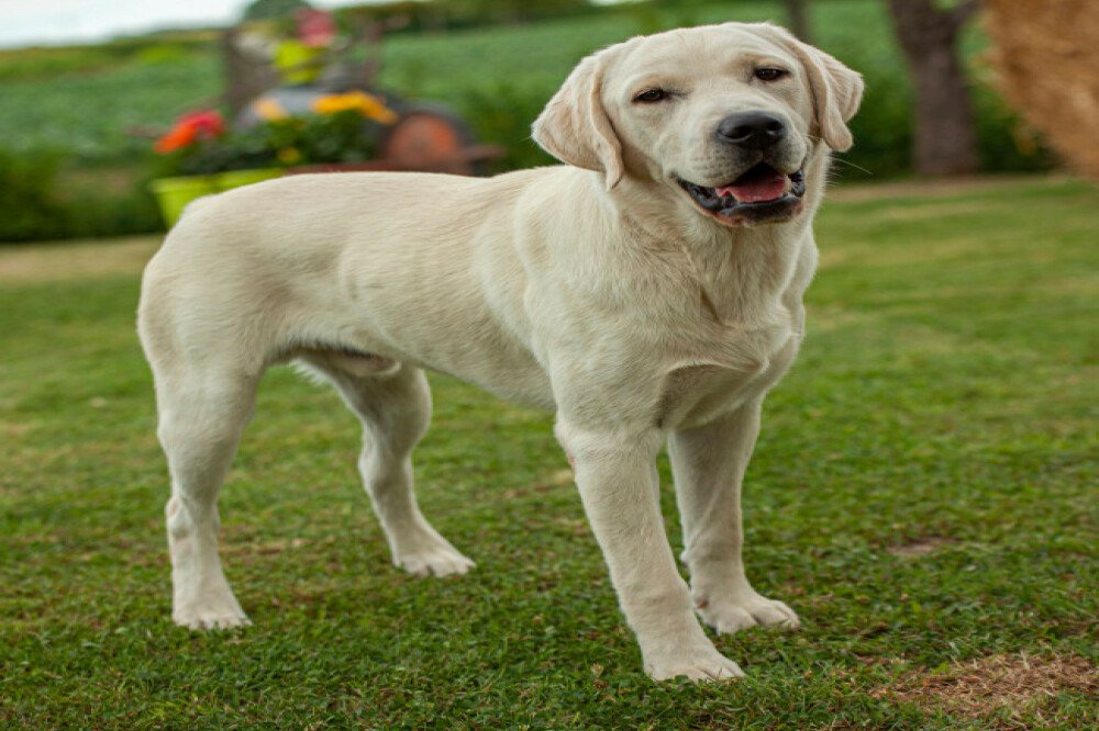 Dogs can be classified as baggage on flights