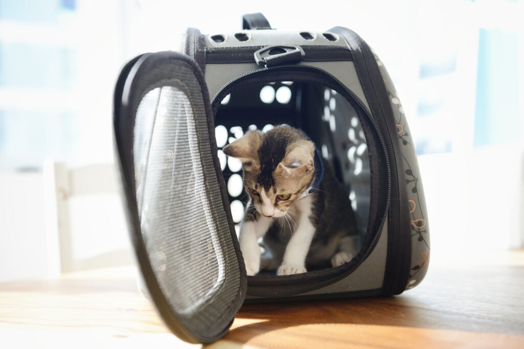 A cat sits inside its carrier while the door is open.