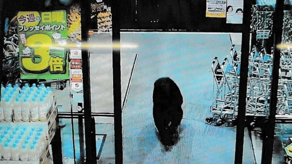 Explainer | Bear attacks in Japan: why are they rising and how can Hongkongers stay safe?