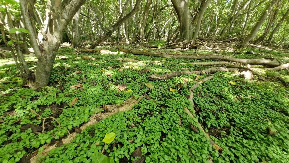 Thousands of native <em>Pisonia grandis </em>tree seedlings have erupted from the forest floor since the rats were removed. - Paul Jacques/Island Conservation