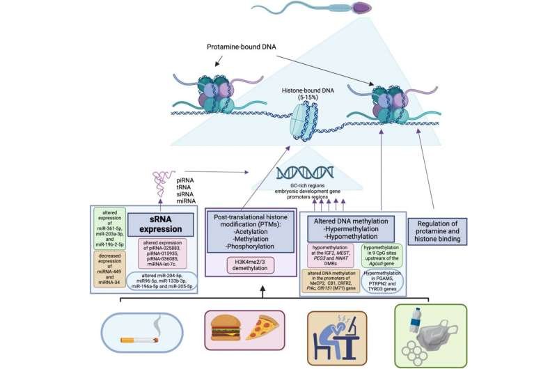 How lifestyle and environment reshape the sperm epigenome and why it matters for fertility, embryos, and child health