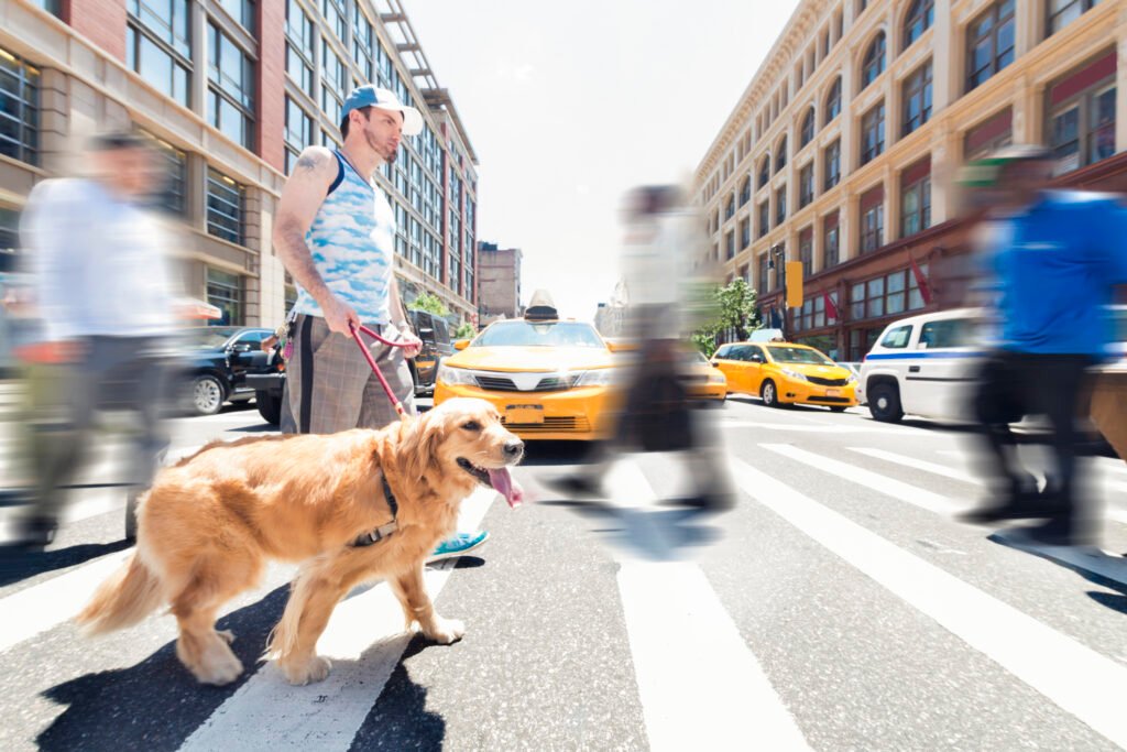 NYC Man Walking Dog in City Outdoors Summer