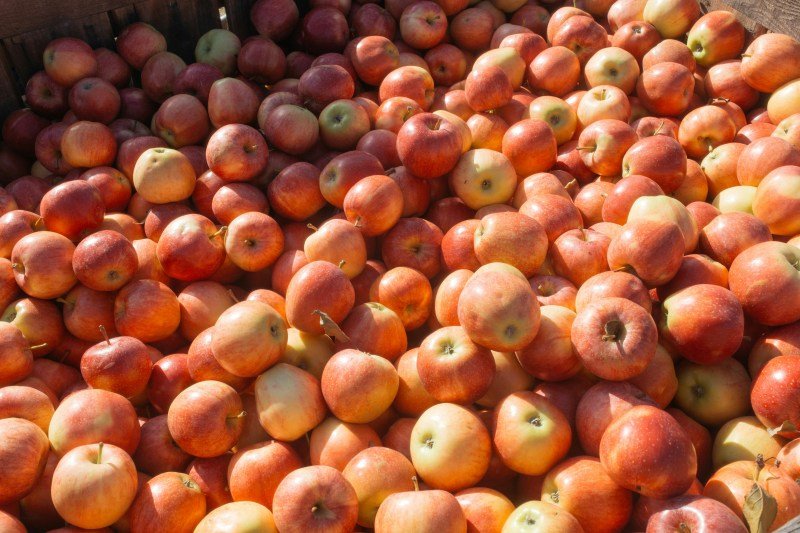 fall apples